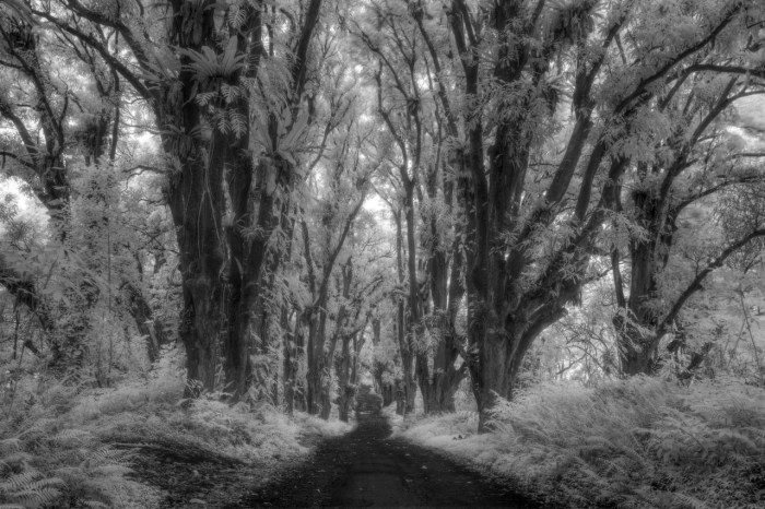 Jungle Road in IR