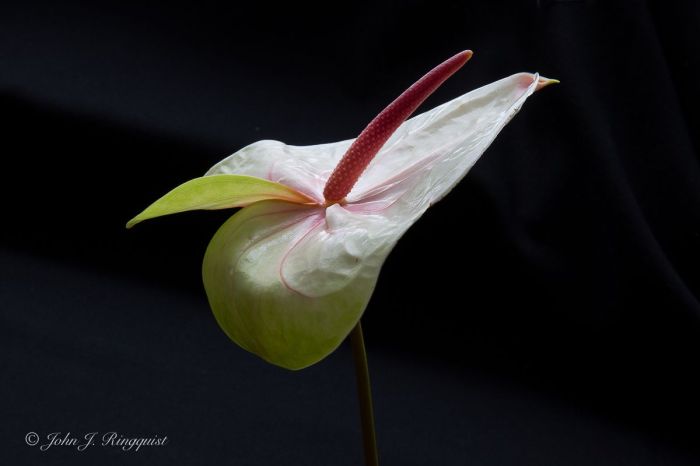 l8yGmnUN8ShoUVySkyNB37xX3JsMglrxdvxduC9H-M0